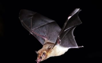 Dutch Caribbean bat conservation project receives funding