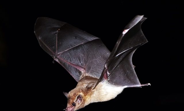 Dutch Caribbean bat conservation project receives funding