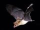 Dutch Caribbean bat conservation project receives funding