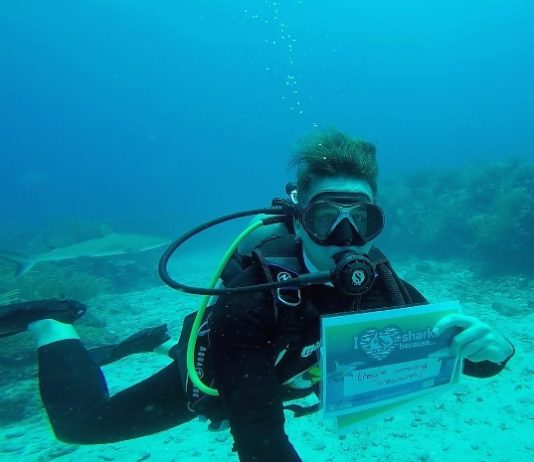 Nature Foundation Hosts First Dutch Kingdom Shark Count