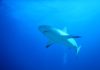 Nature Foundation Organizes St. Maarten Shark Week