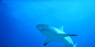 Nature Foundation Organizes St. Maarten Shark Week