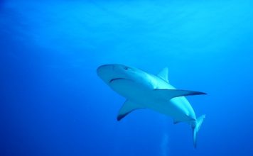 Nature Foundation Organizes St. Maarten Shark Week