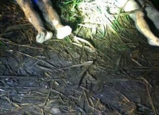 Sicarios curazoleños ejecutaron a dos holandeses por narcotráfico en República Dominicana