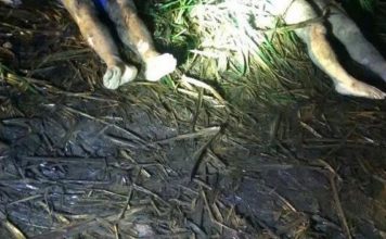 Sicarios curazoleños ejecutaron a dos holandeses por narcotráfico en República Dominicana