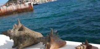Nature Foundation suggests new regulations for harvesting Conch