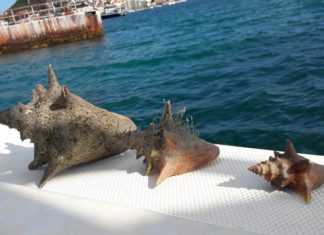 Nature Foundation suggests new regulations for harvesting Conch