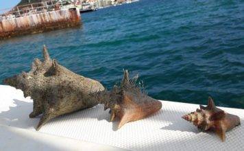 Nature Foundation suggests new regulations for harvesting Conch