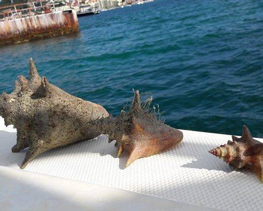 Nature Foundation suggests new regulations for harvesting Conch