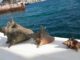 Nature Foundation suggests new regulations for harvesting Conch