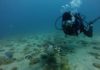 Nature Foundation Assesses Marine Park and Dive Sites