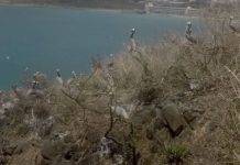 Nature Foundation Records Return of Sint Maarten National Symbol: the Brown Pelican