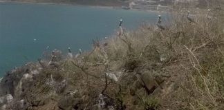 Nature Foundation Records Return of Sint Maarten National Symbol: the Brown Pelican