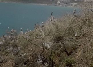 Nature Foundation Records Return of Sint Maarten National Symbol: the Brown Pelican