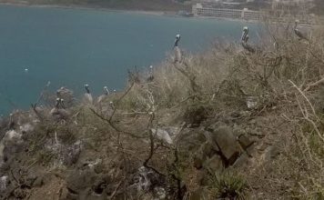Nature Foundation Records Return of Sint Maarten National Symbol: the Brown Pelican