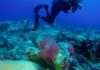 Minister Johnson endorses Nature Foundation call to use Coral Reef Safe Sunscreen