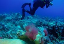 Nature Foundation Records Worrisome Red Algae Outbreak on St Maarten Reefs