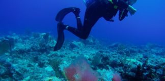 Minister Johnson endorses Nature Foundation call to use Coral Reef Safe Sunscreen