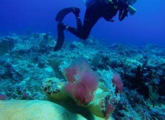 Nature Foundation Records Worrisome Red Algae Outbreak on St Maarten Reefs