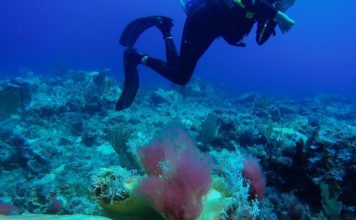Nature Foundation Records Worrisome Red Algae Outbreak on St Maarten Reefs