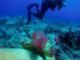 Nature Foundation registra un preocupante brote de algas rojas en los arrecifes de St Maarten