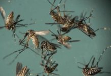 Households and businesses requested to stay vigilant to prevent mosquito breeding
