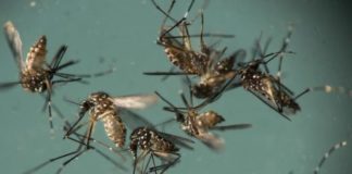 Households and businesses requested to stay vigilant to prevent mosquito breeding