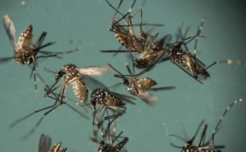 CPS says eliminate mosquito breeding sites and use mosquito repellent to stop mosquito’s from biting