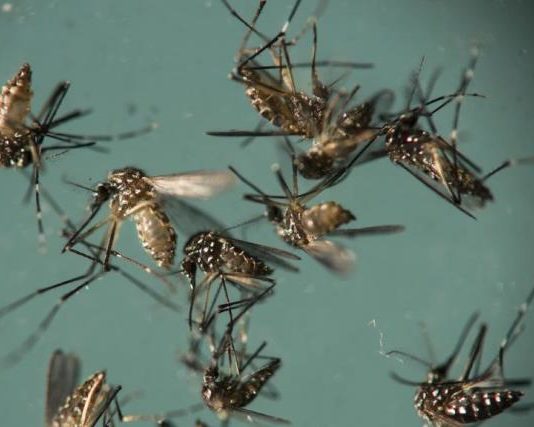 CPS says eliminate mosquito breeding sites and use mosquito repellent to stop mosquito’s from biting