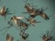 CPS says eliminate mosquito breeding sites and use mosquito repellent to stop mosquito’s from biting