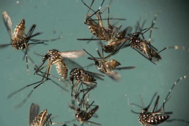 breeding_ground mosquito 2