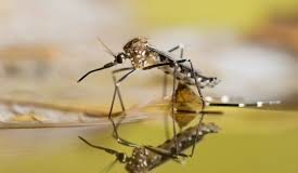 CPS calls on Community to Continue to Eliminate Mosquito Breeding Sites. Tip it, toss it, cover it