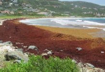 Nature Foundation Warns About Potential for Increased Sargassum Invasion