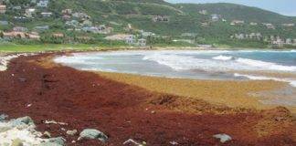 Nature Foundation Warns About Potential for Increased Sargassum Invasion