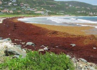Nature Foundation Warns About Potential for Increased Sargassum Invasion