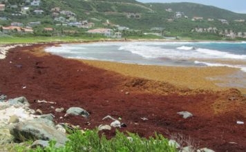 Nature Foundation Warns About Potential for Increased Sargassum Invasion