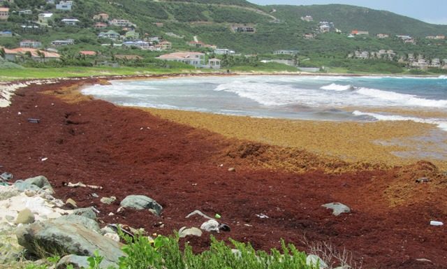 Nature Foundation Warns About Potential for Increased Sargassum Invasion