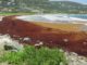 Nature Foundation Warns About Potential for Increased Sargassum Invasion