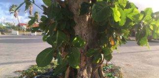 Nature Foundation Urges Community to Be Responsible During Easter, Carnival Holidays