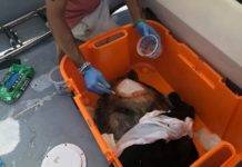 Sint Maarten Nature Foundation Rescues Sea Turtle Injured In Simpson Bay Lagoon