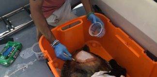 Sint Maarten Nature Foundation Rescues Sea Turtle Injured In Simpson Bay Lagoon