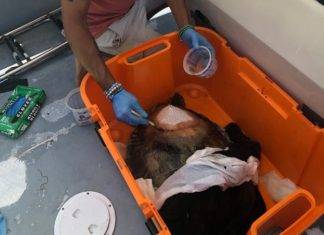 Sint Maarten Nature Foundation Rescues Sea Turtle Injured In Simpson Bay Lagoon
