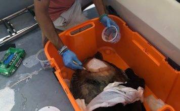 Sint Maarten Nature Foundation Rescues Sea Turtle Injured In Simpson Bay Lagoon