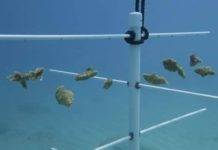 Nature Foundation relanza ‘Fragmentos de recuperación’ Programa de restauración de arrecifes de coral