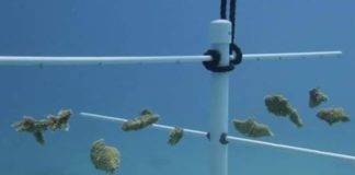 Nature Foundation relanza ‘Fragmentos de recuperación’ Programa de restauración de arrecifes de coral