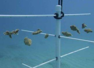 Nature Foundation relanza ‘Fragmentos de recuperación’ Programa de restauración de arrecifes de coral