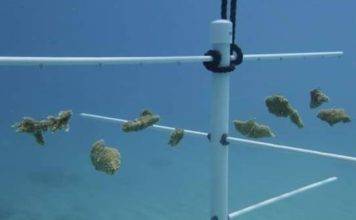 Nature Foundation Relaunches ‘Fragments of Recovery” Coral Reef Restoration Program