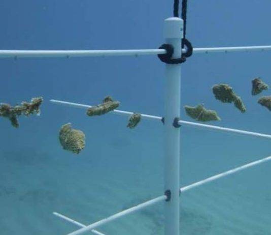 Nature Foundation relanza ‘Fragmentos de recuperación’ Programa de restauración de arrecifes de coral