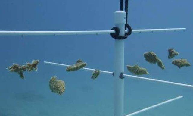 Nature Foundation Relaunches ‘Fragments of Recovery” Coral Reef Restoration Program