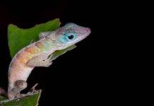 Free Festival on Sunday Celebrates Animals Made Here and More